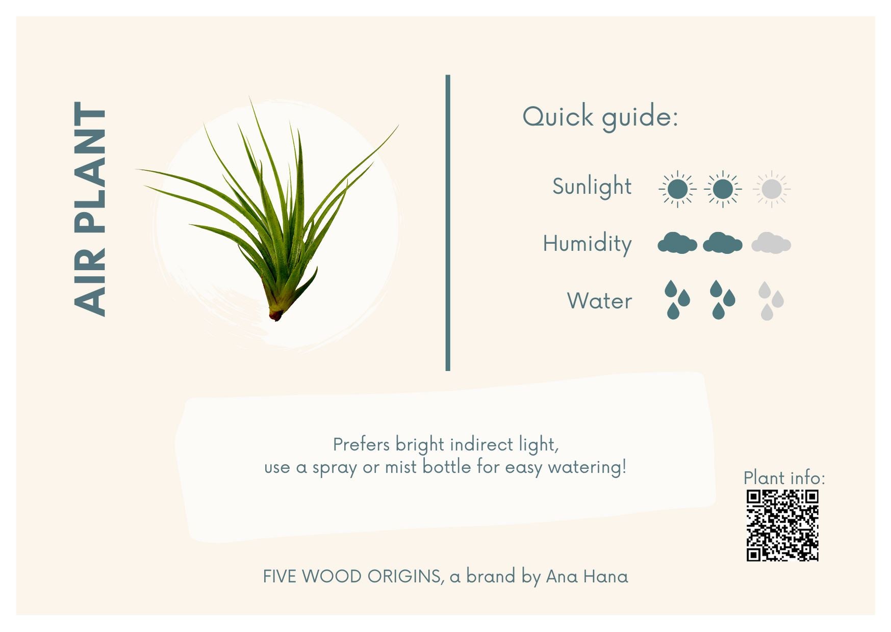 Caring for your Air Plant