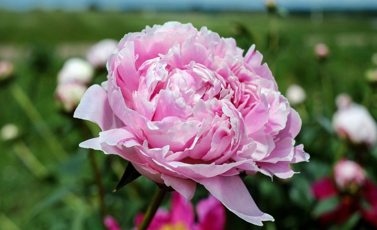 Caring for Your Fresh Peonies - Ana Hana Flower