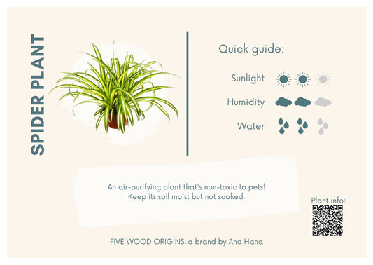 Caring for your Spider Plant (Chlorophytum Comosum) - Ana Hana Flower