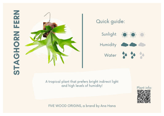 Caring for your Staghorn Fern - Ana Hana Flower