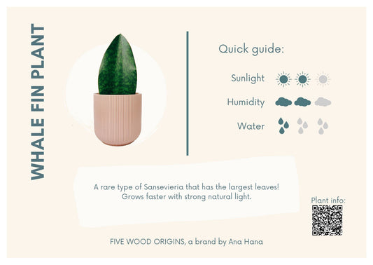 Caring for your Whale Fin Plant (Sansevieria Masonania) - Ana Hana Flower