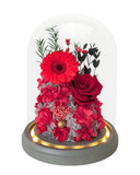 Gerbera Daisy Dome - Red - Flowers - Preserved Flowers & Fresh Flower Florist Gift Store