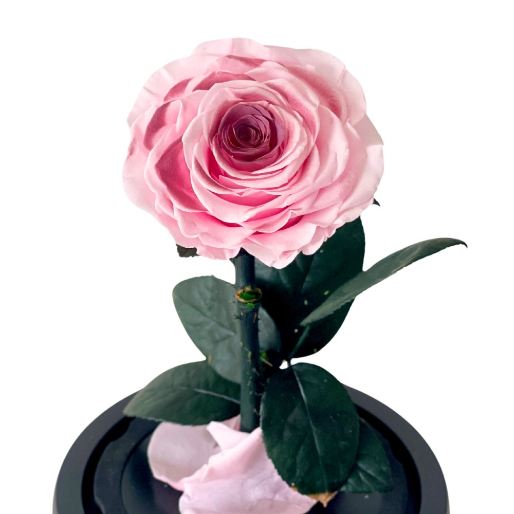 Single Blush Rose - Flower - Preserved Flowers & Fresh Flower Florist Gift Store