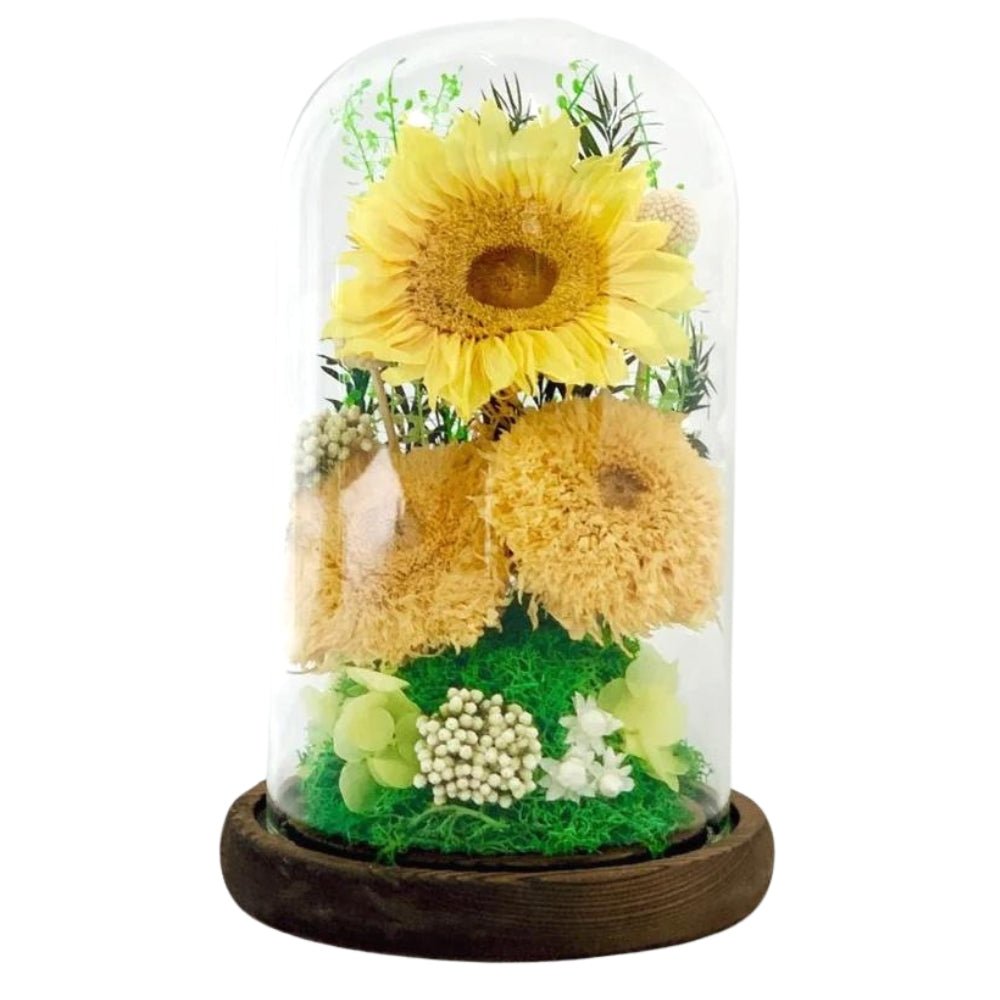 Sunflower Dome - Sunni Trio - Large Dome with box - Flower - Preserved Flowers & Fresh Flower Florist Gift Store